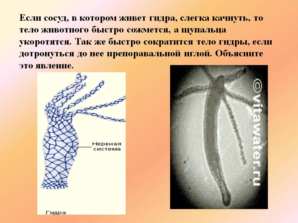 Кракен оригинальная ссылка для тор